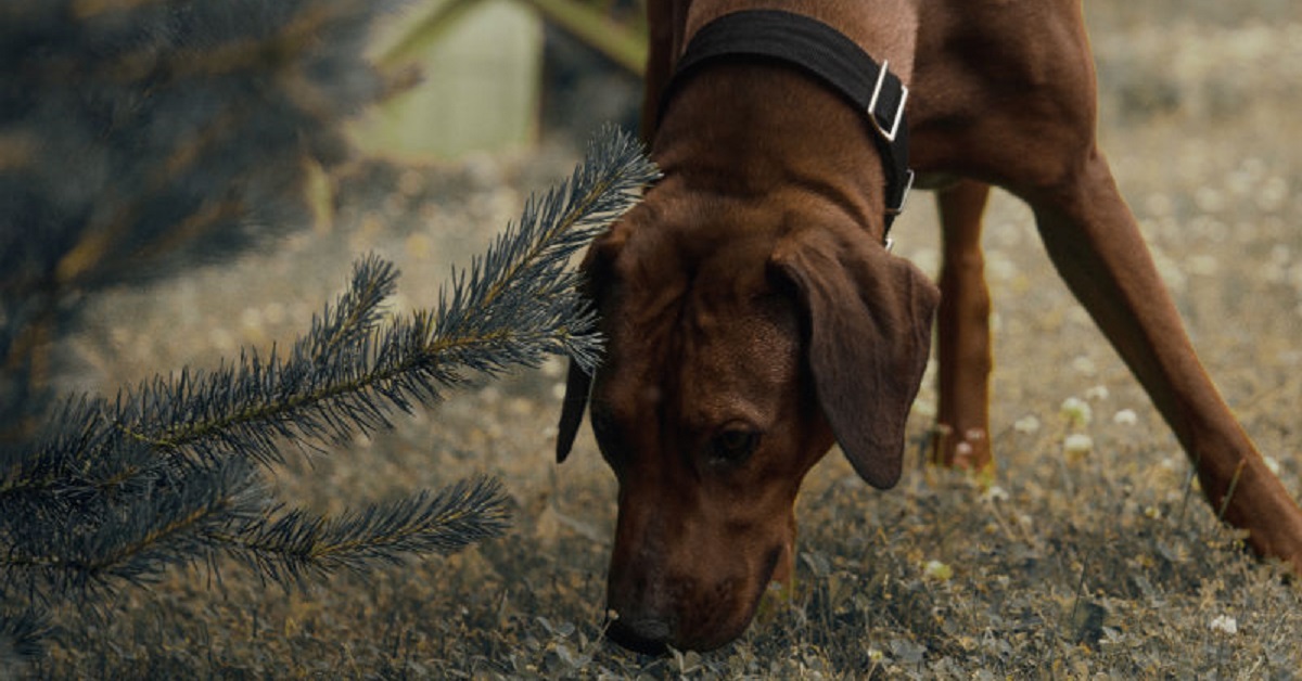 Attenzione a questi odori: il cane non li sopporta e potrebbe reagire in modi imprevedibili