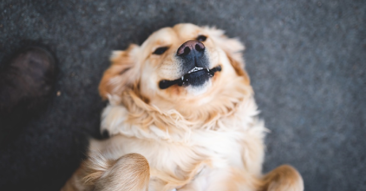 Attenzione a questi sintomi, ti fanno capire che il cane ha una malattia comune da curare