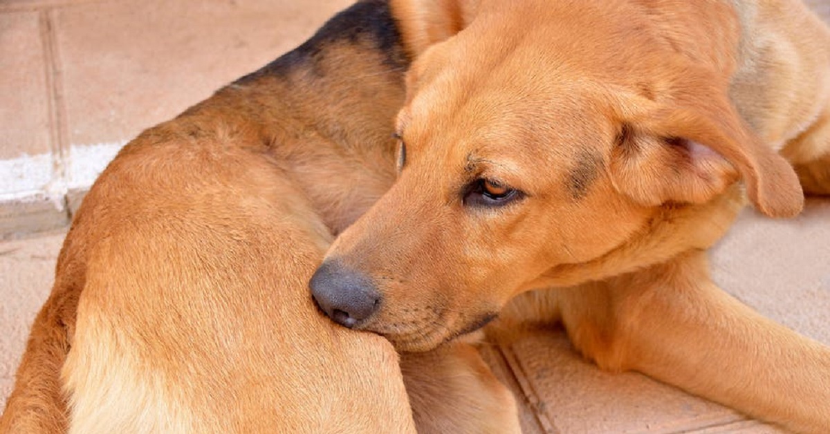 Attenzione a questo strano atteggiamento del cane, potrebbe essere pericoloso