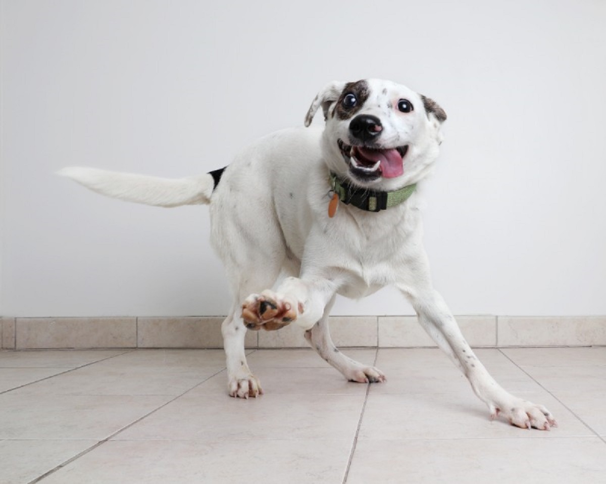 sguardo cane fisso non consigliato