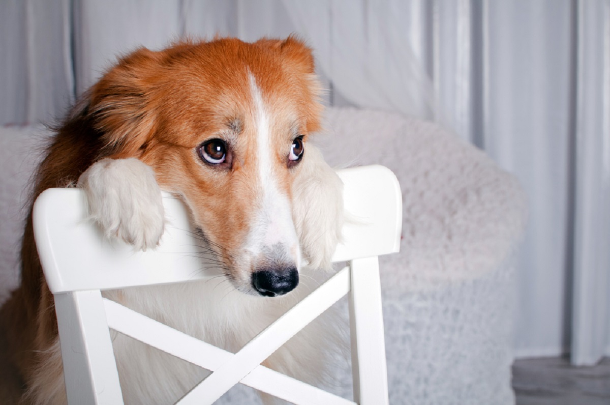 sguardo cane colpevole noi pensiamo