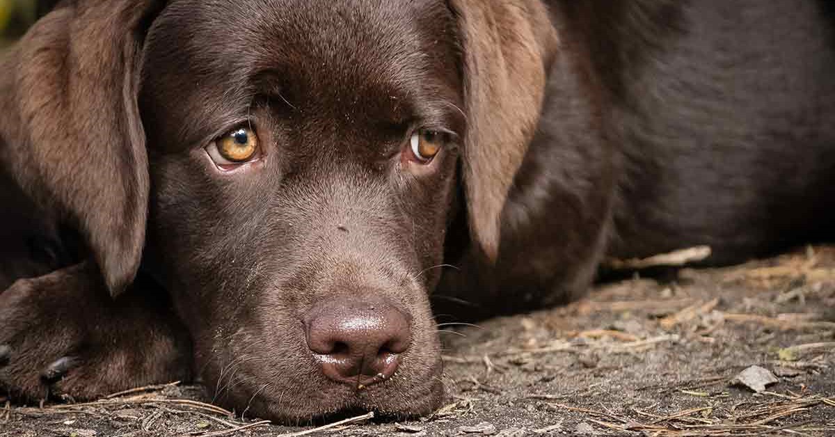 Attenzione a questo tipo di sguardi del tuo cane: potrebbe dirti più di quanto pensi