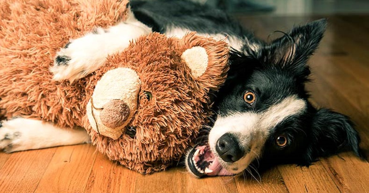 Attenzione al cane che gioca da solo: ci sono dei motivi e tu dovresti occupartene