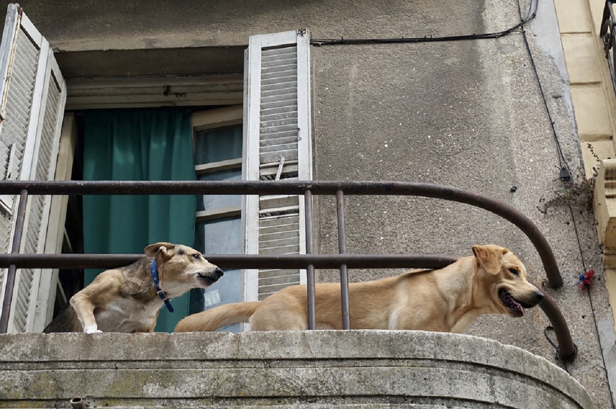 cuccioli cani maltrattamento balconi