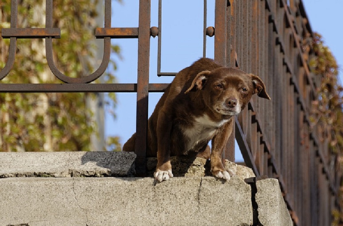 cuccioli cane soffrono spazio piccolo