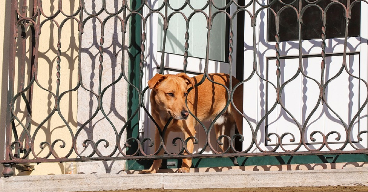 Attenzione al cane sul balcone: forse non lo sai ma potresti rischiare grosso