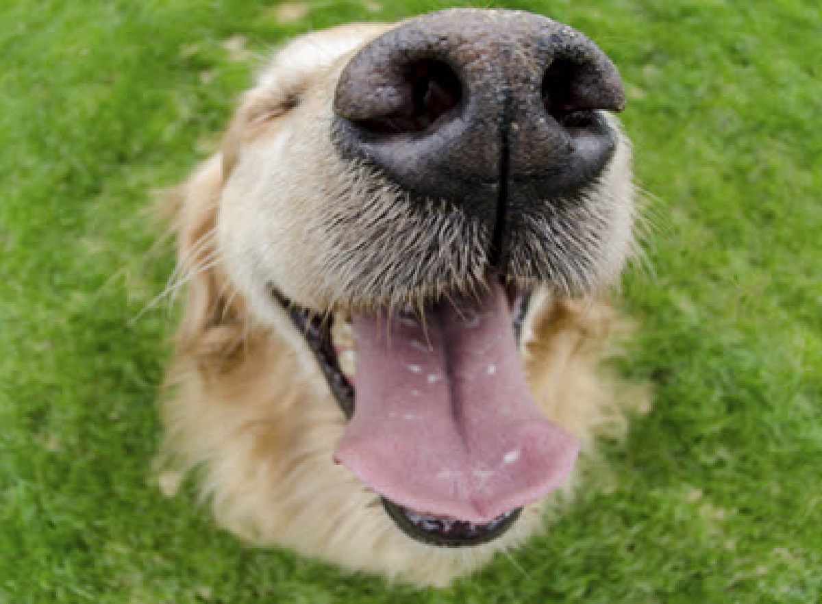 cucciolo di cane alito pesante