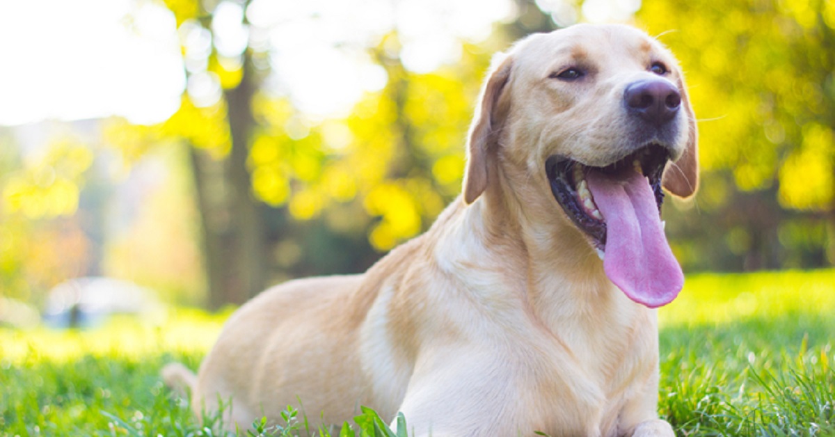Attenzione all’alito del cane, se è cattivo c’è poco da ridere: ecco cosa può indicare