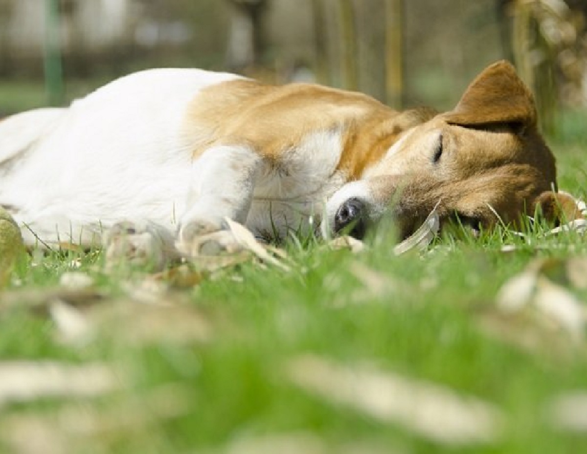 cucciolo cane sviene problemi cardiaci