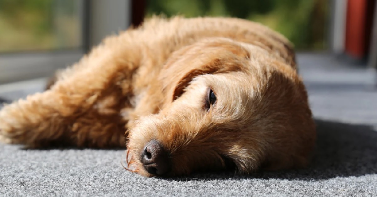 Attenzione quando il cane sviene: potrebbe significare moltissime cose