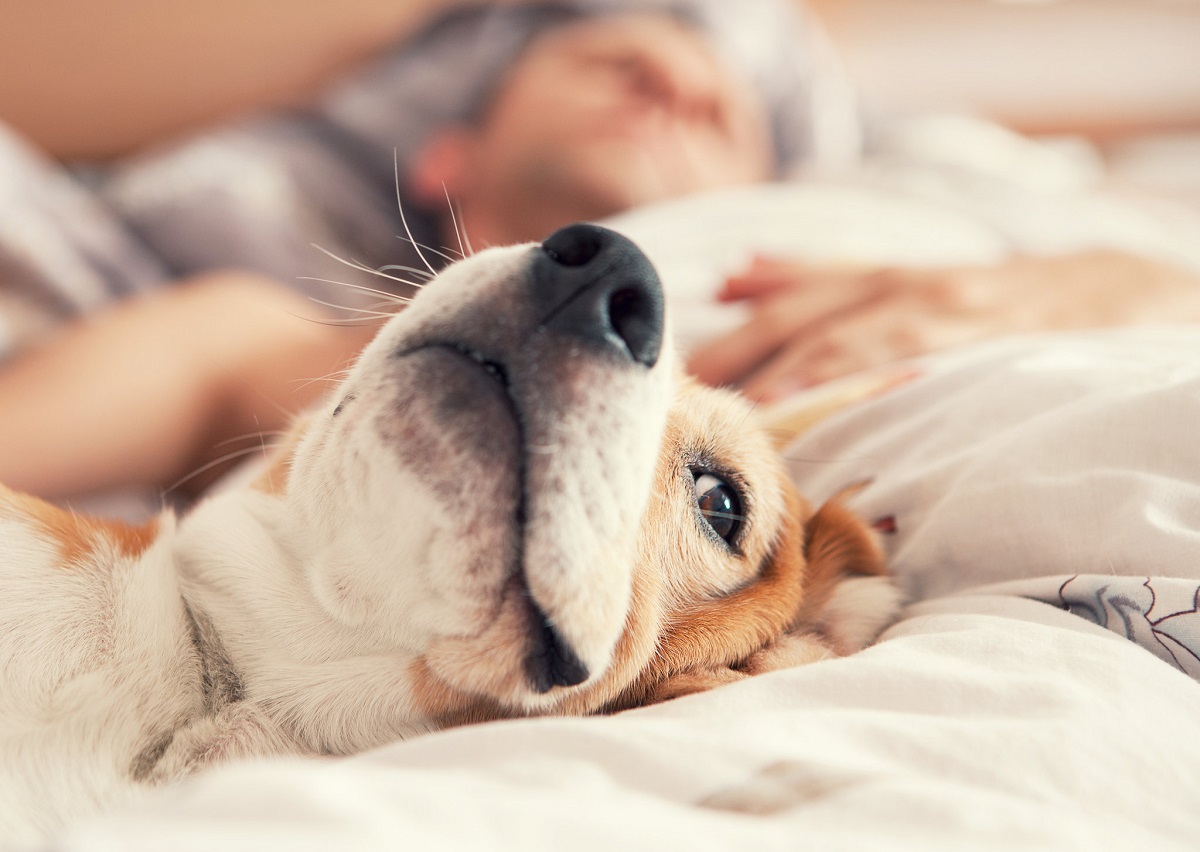 cuccioli cane possono dormire con noi