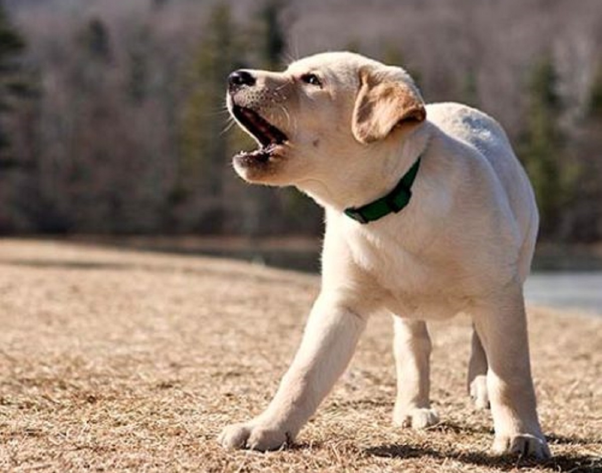 il cucciolo di cane abbaia quando