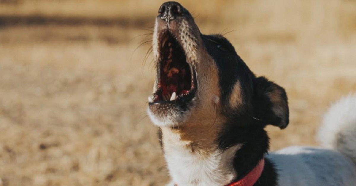 Attenzione, se il tuo cane abbaia in queste ore potresti avere dei grossi problemi