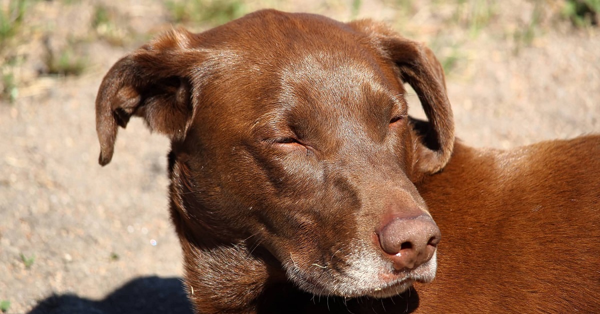 Attenzione, se la faccia del tuo cane si presenta così devi fare immediatamente qualcosa