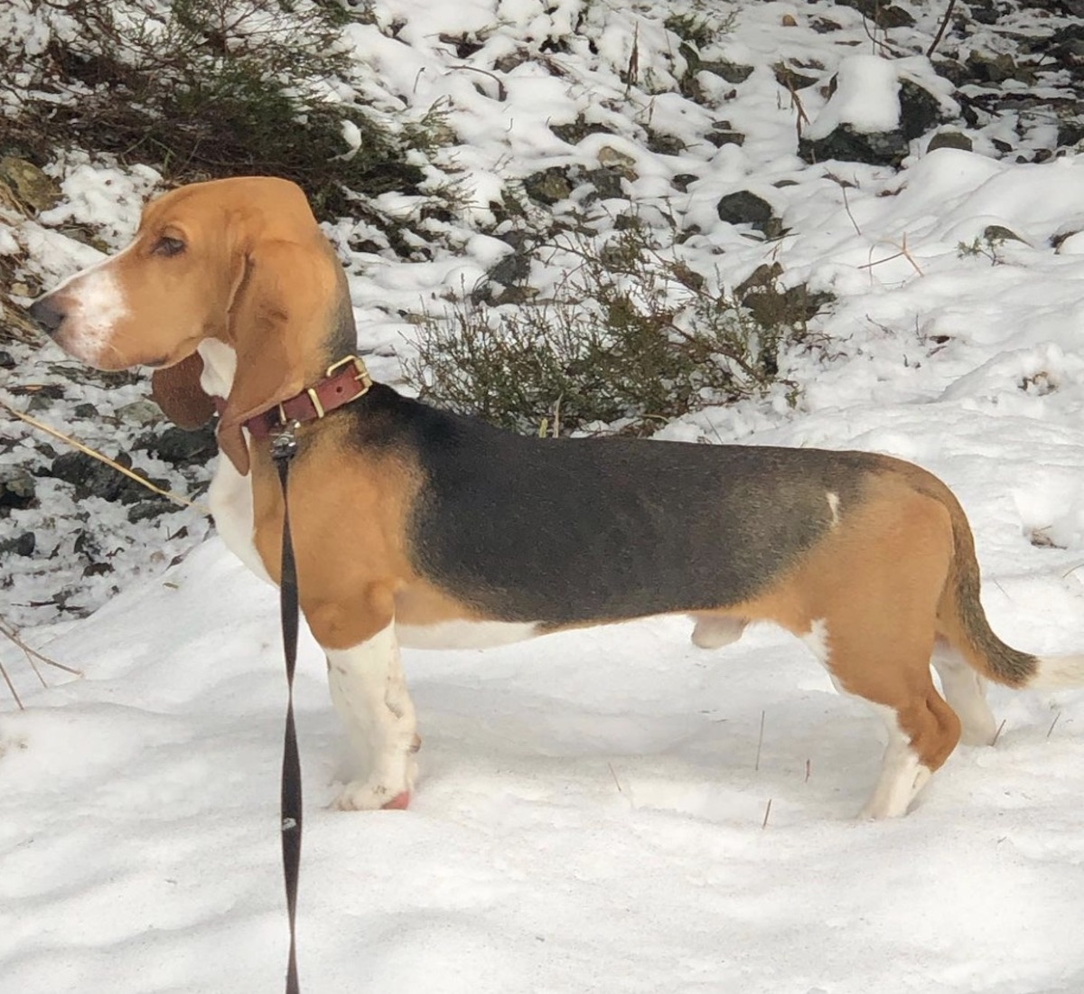 cucciolo di cane sulla neve