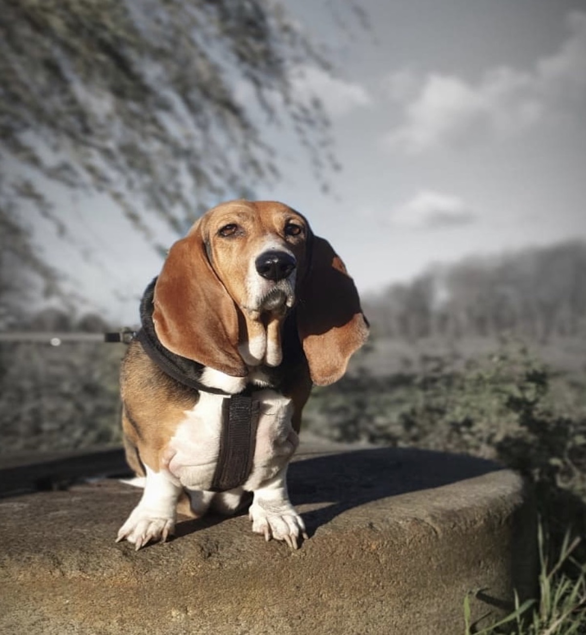 cagnolone sguardo tenero