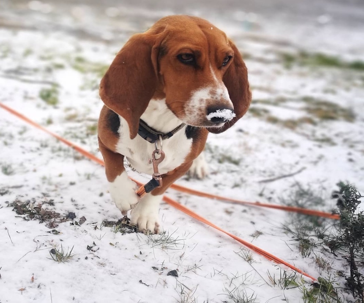 cagnolone nella neve
