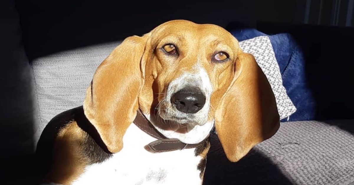 Basset Artésien Normand, cosa mangia? Ecco l’alimentazione ideale di questo cane