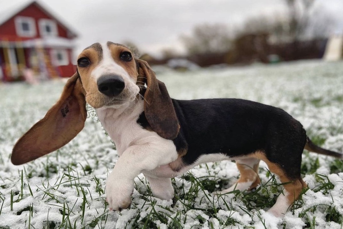 basset cucciolo con orecchie lunghe