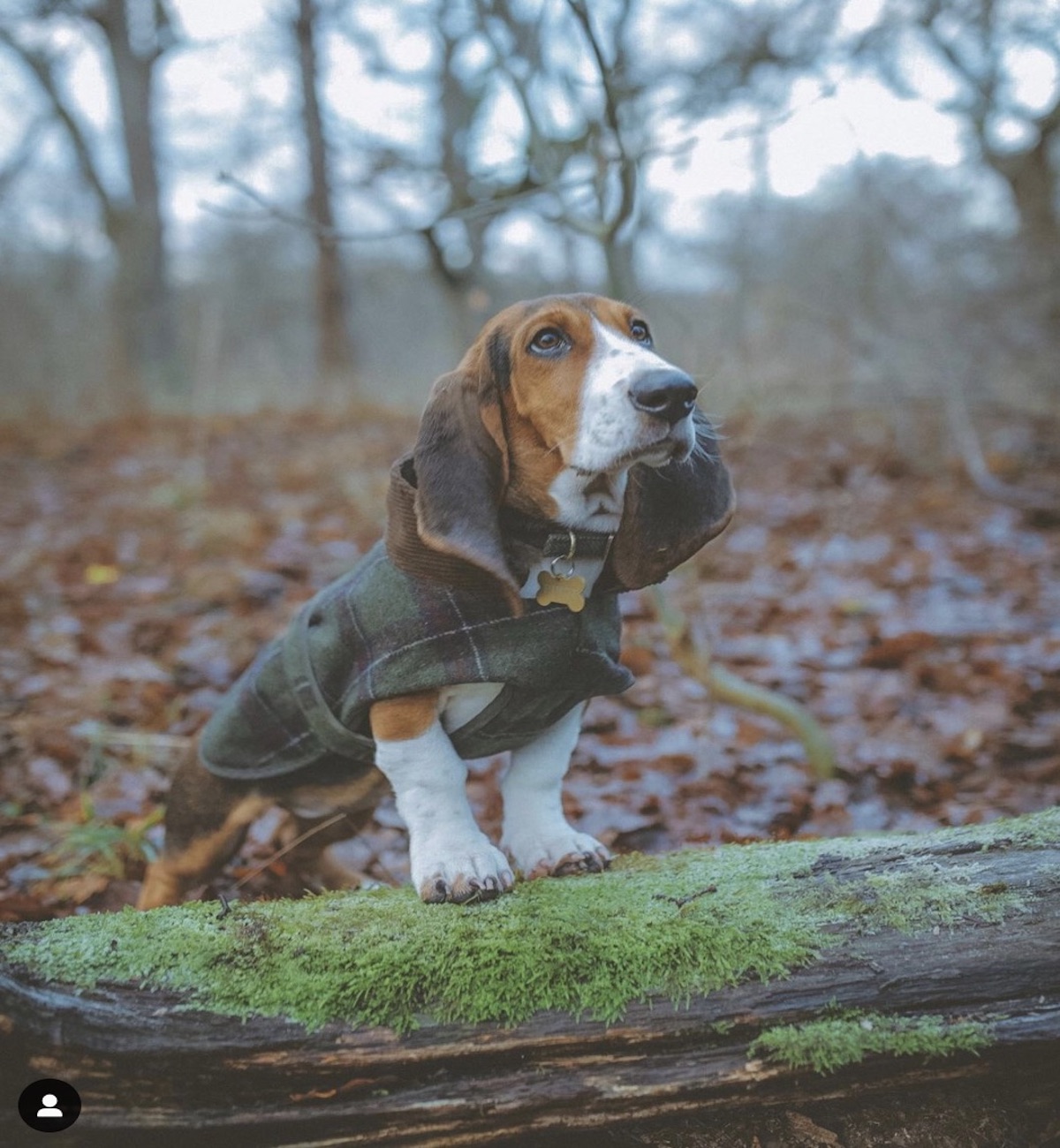 basset esplora il bosco