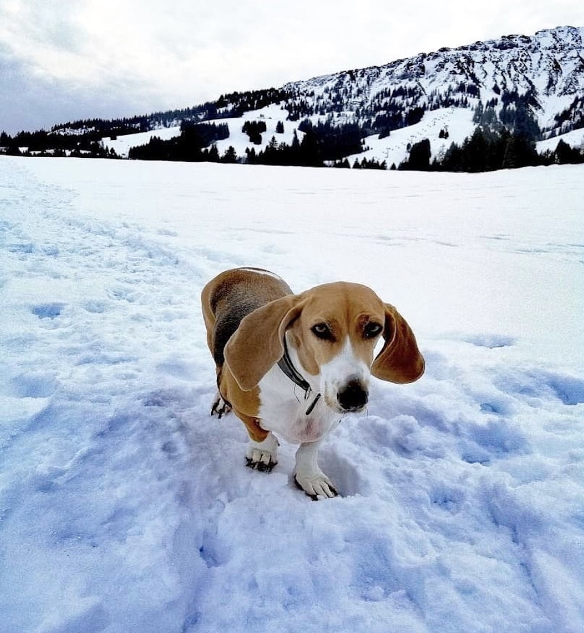 cane orecchie lunghe neve