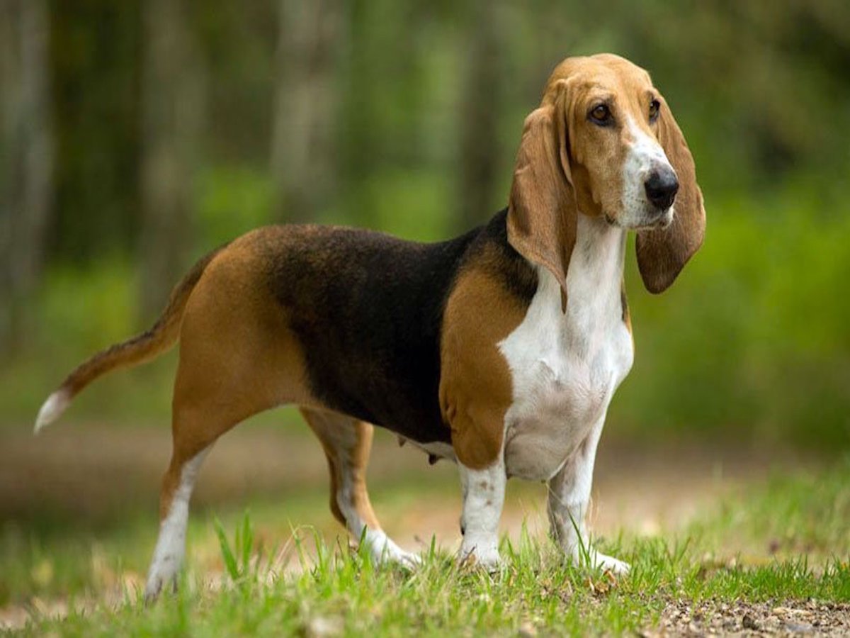 basset a spasso