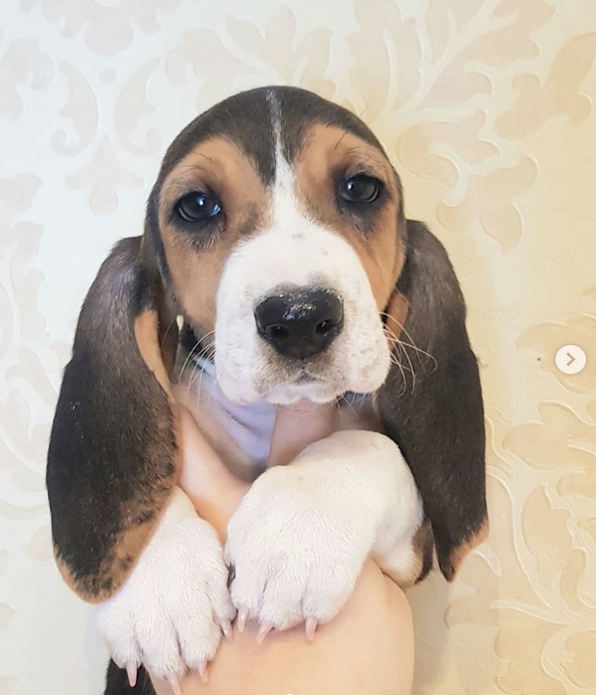 basset cucciolino