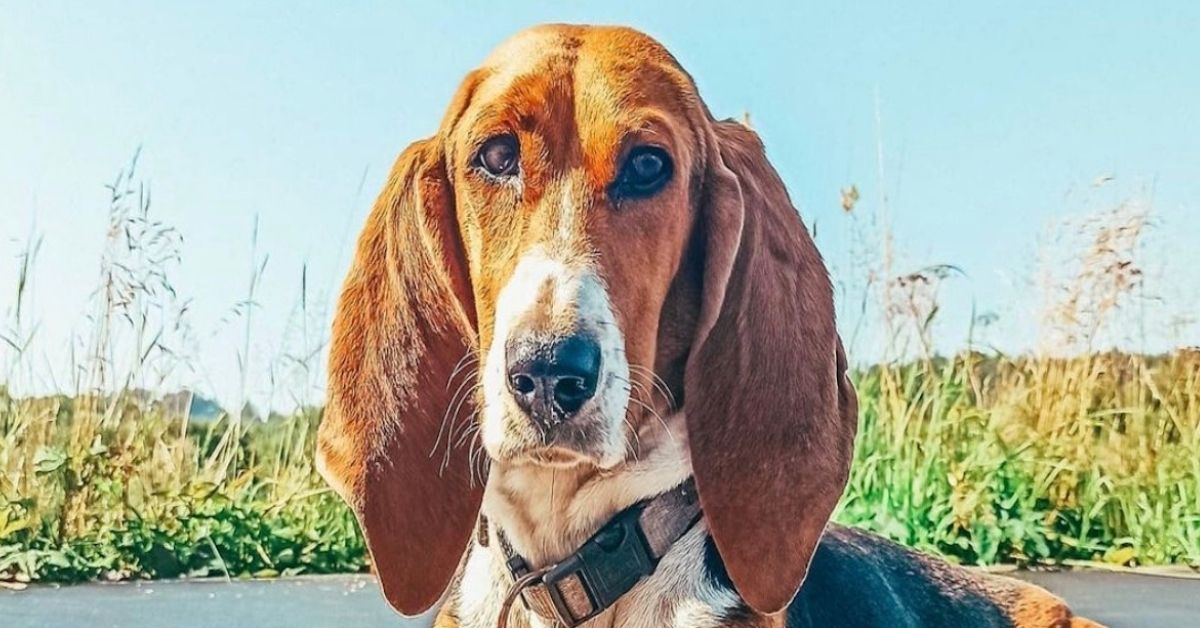 Basset Artésien Normand, socializzazione: tutti i trucchi per un cane senza problemi