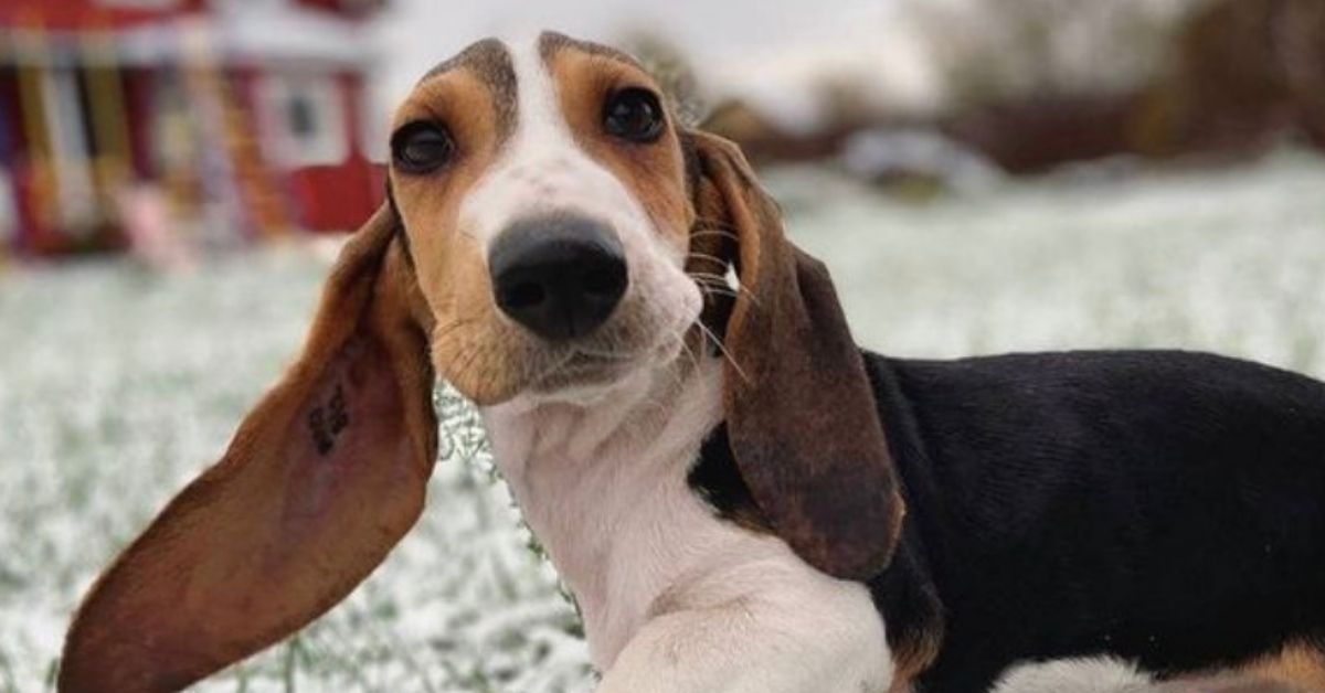 Basset Artésien Normand: storia ed evoluzione di questa razza di cani