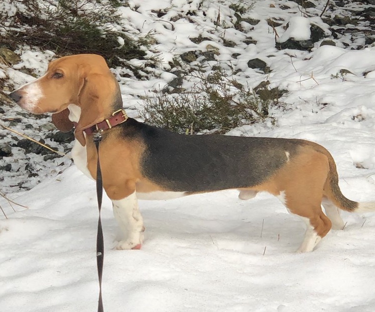 basset nella neve