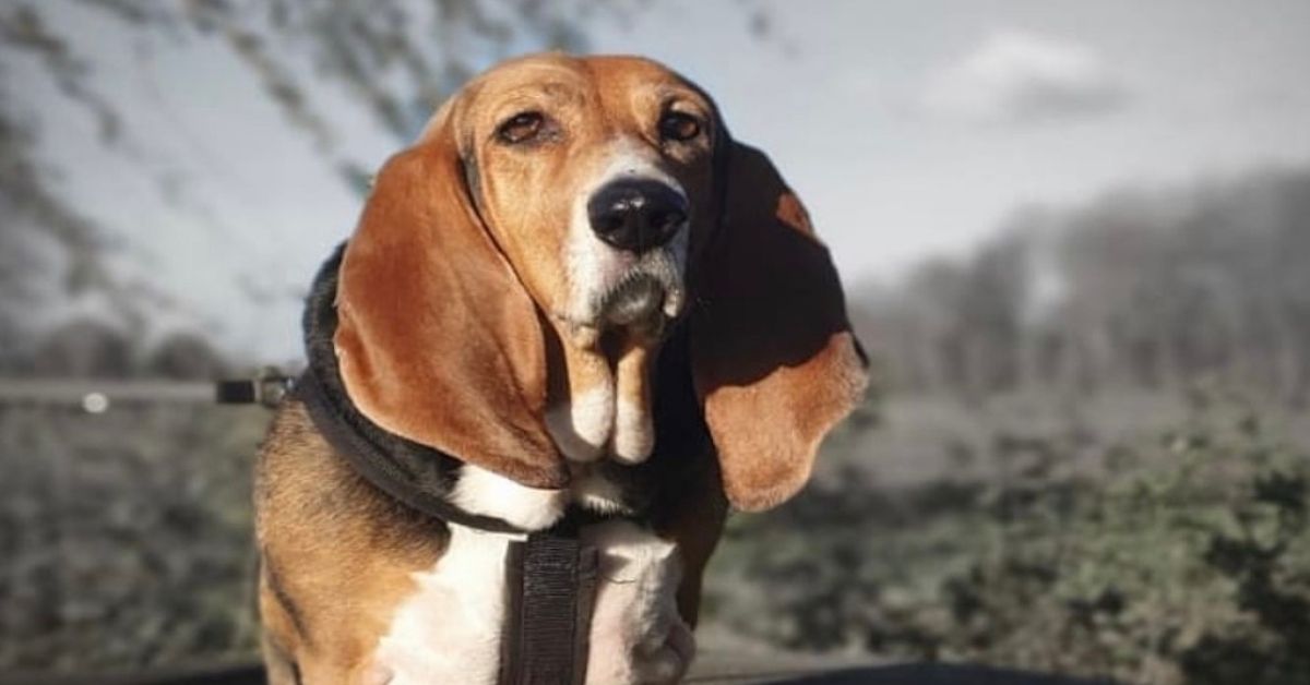 Basset Artésien Normand, a chi è adatto? Chi è il compagno umano con cui va più d’accordo