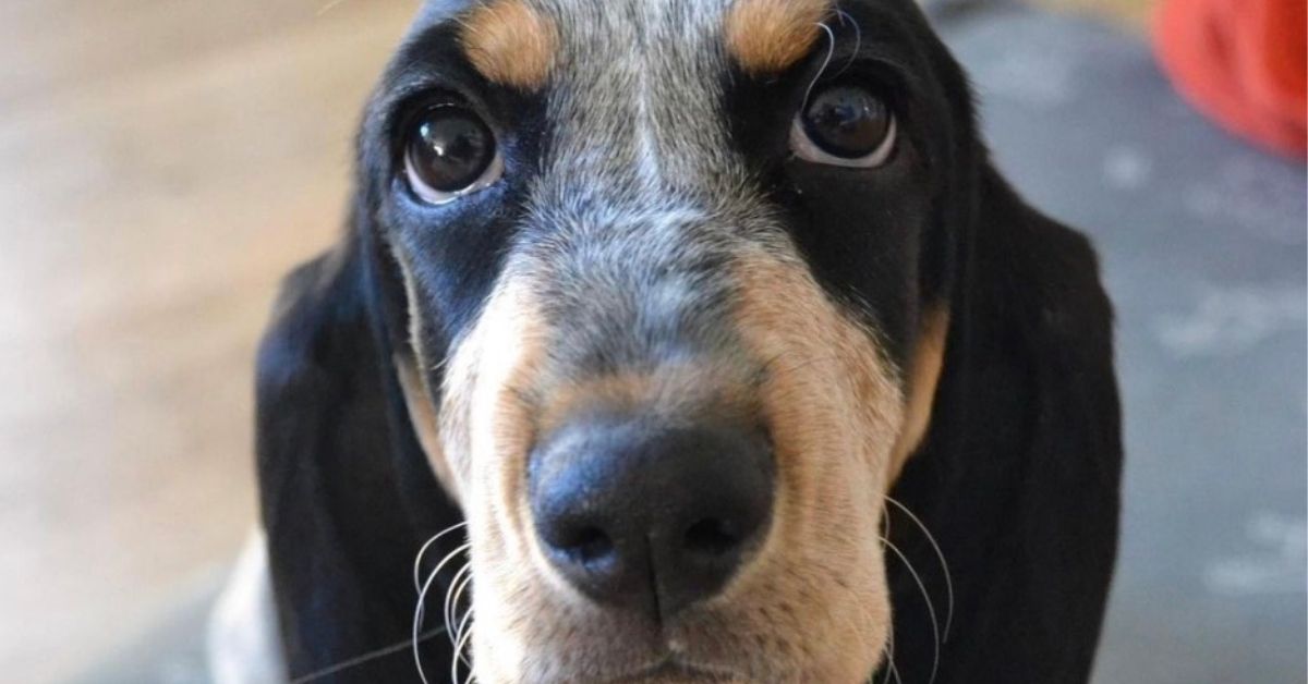 Basset Bleu de Gascogne e altri animali: con chi può convivere e cosa evitare?