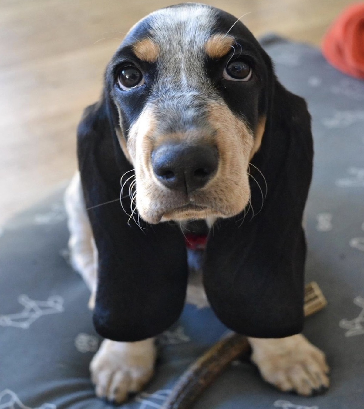 cagnolino occhi teneri