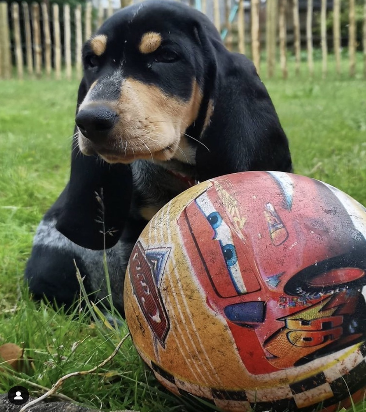 cagnolino gioca con la palla