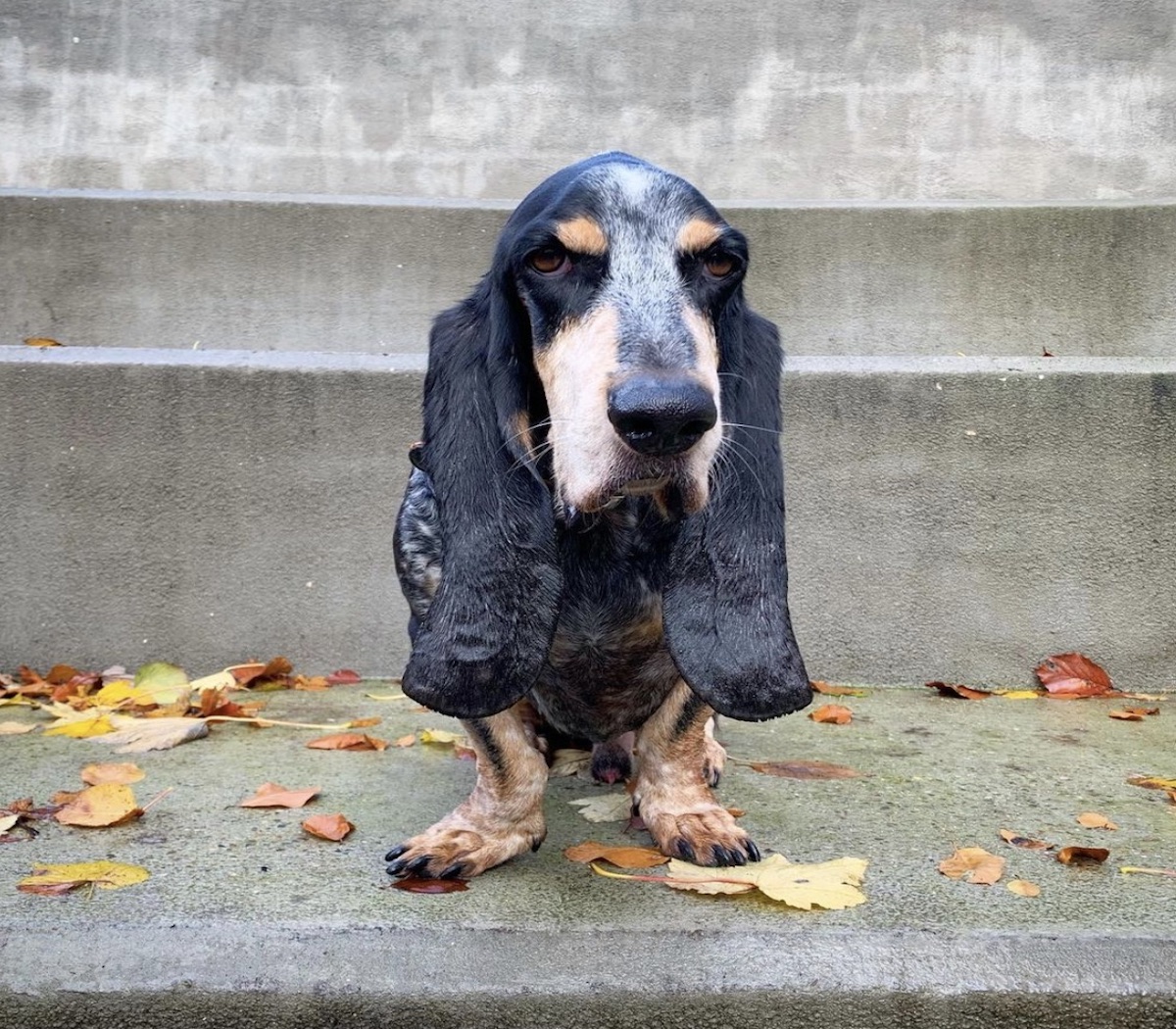 cagnolone a spasso