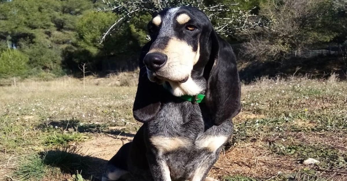 Basset Bleu de Gascogne, a chi è adatto? Chi è il compagno umano con cui va più d’accordo