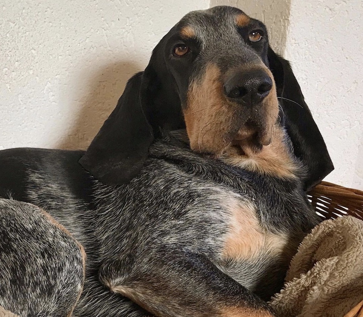 cagnolone in totale relax