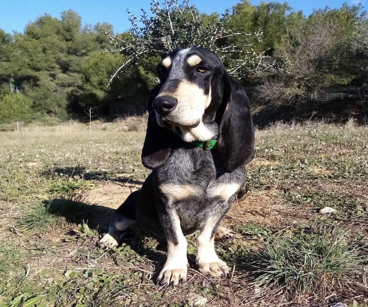 cucciolo cane si rilassa