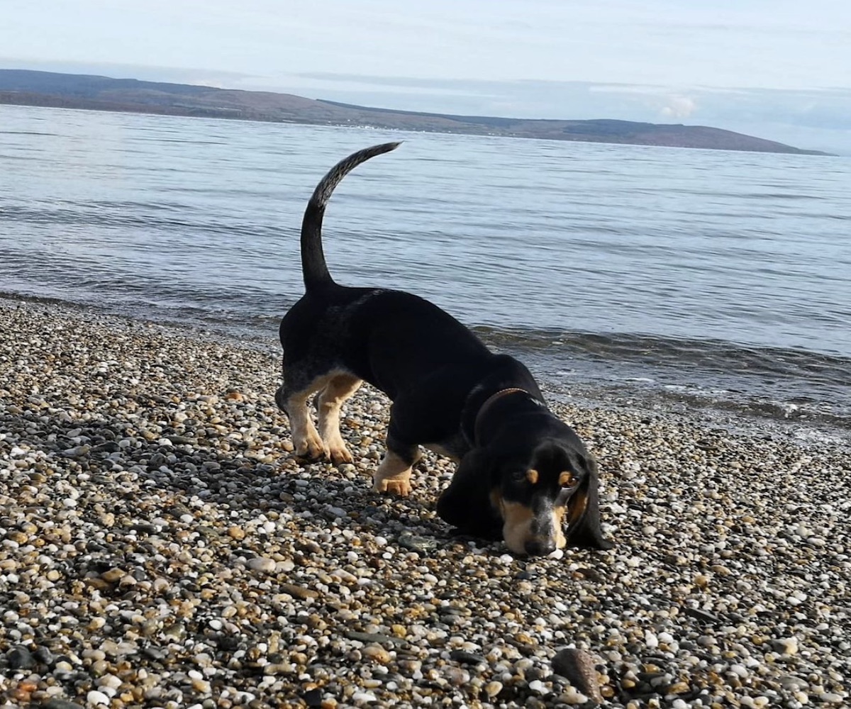 basset curioso al mare