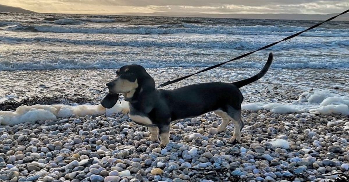 Basset Bleu de Gascogne, addestramento: come farlo e quali sono i trucchi per farlo apprendere in fretta