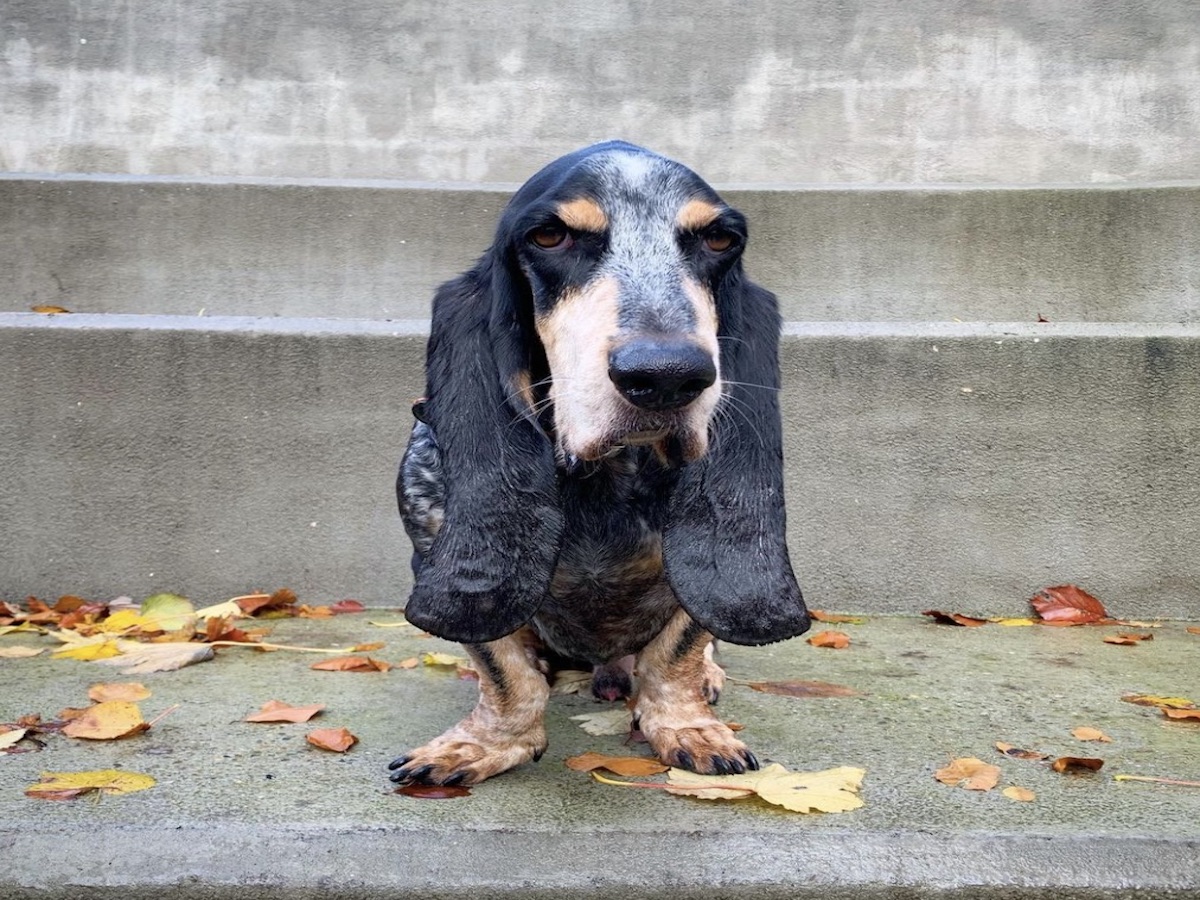 basset orecchie lunghe