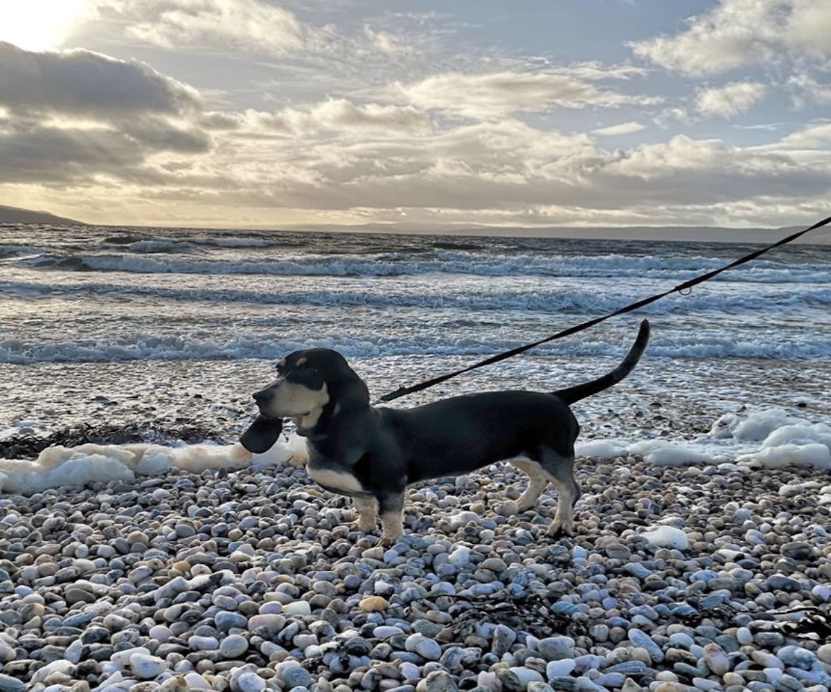 cane passeggia al mare