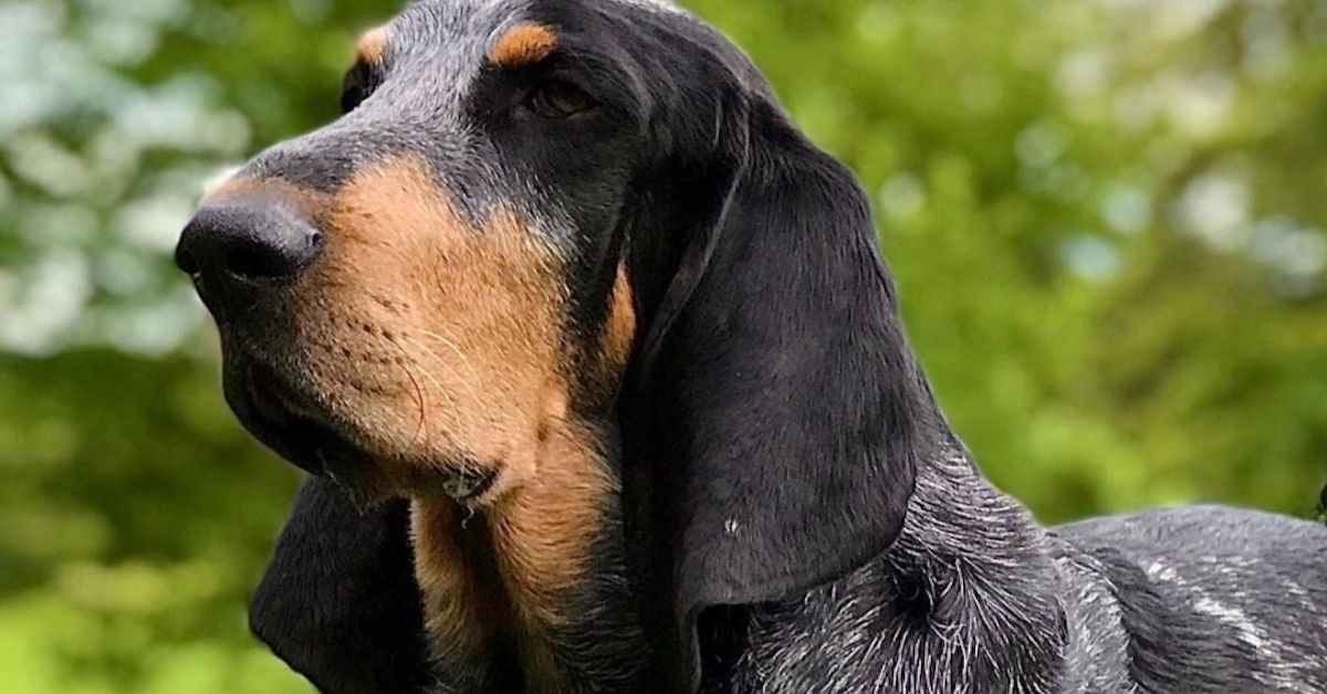 Basset Bleu de Gascogne, carattere e temperamento: conosciamo meglio questa razza