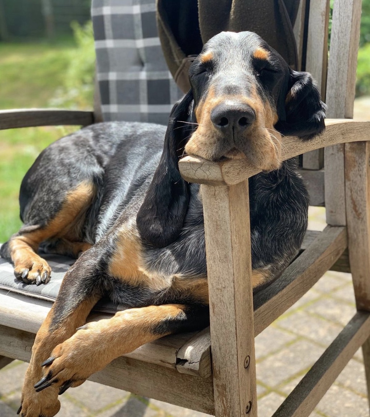 cagnolone rilassato