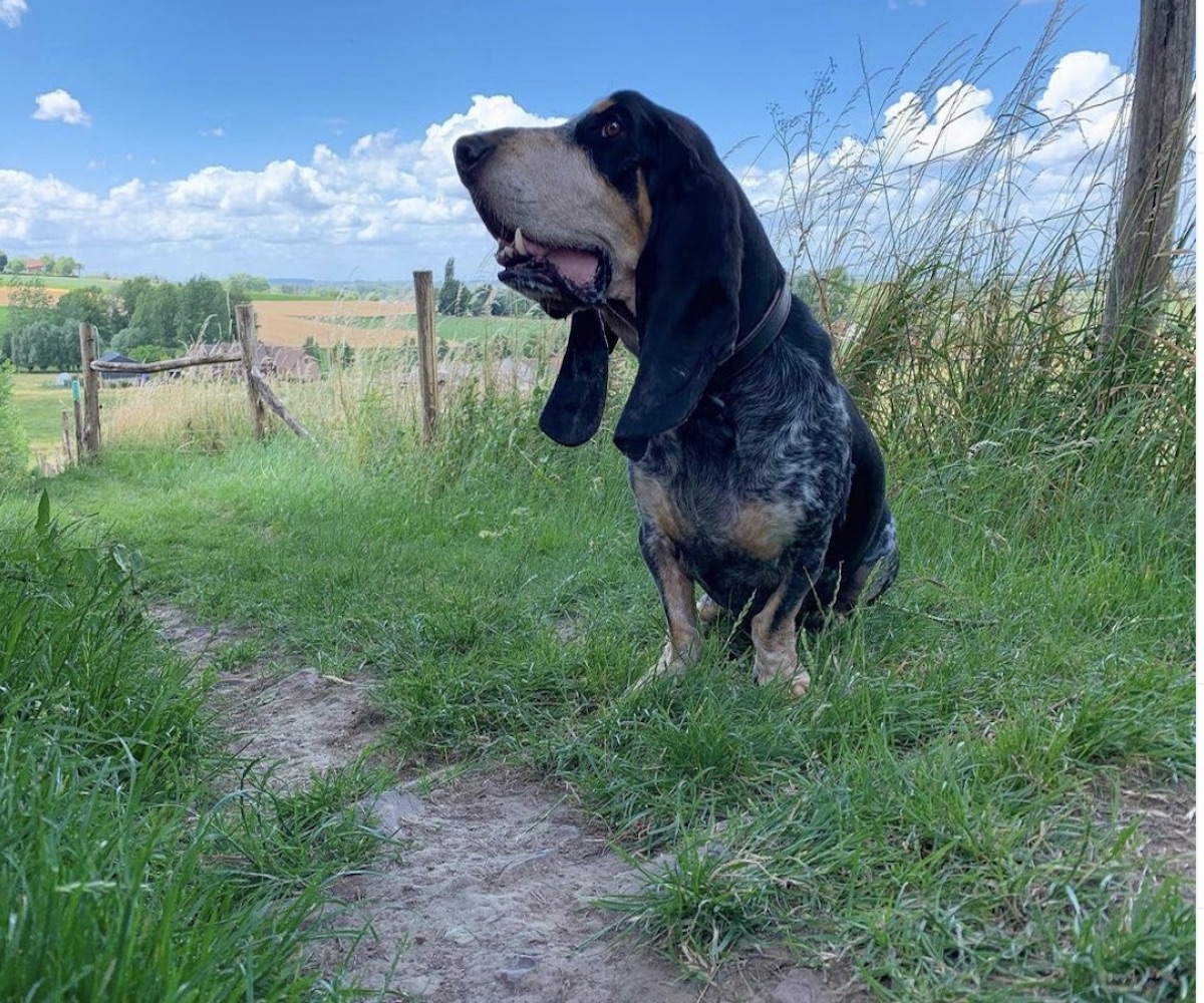 cucciolone di basset