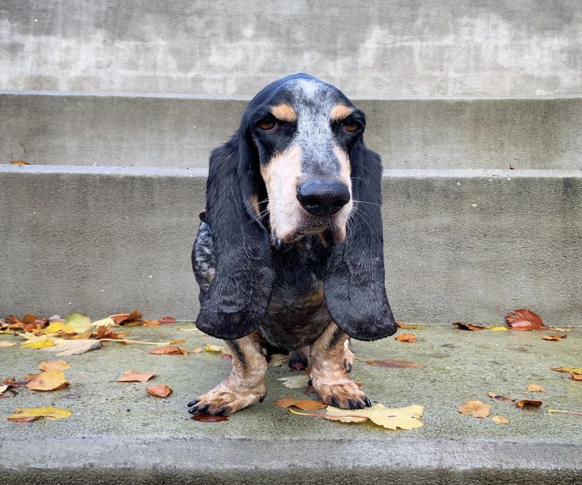 basset simpatico