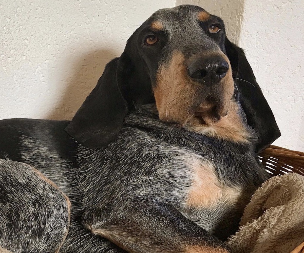 cagnolone sguardo dolce