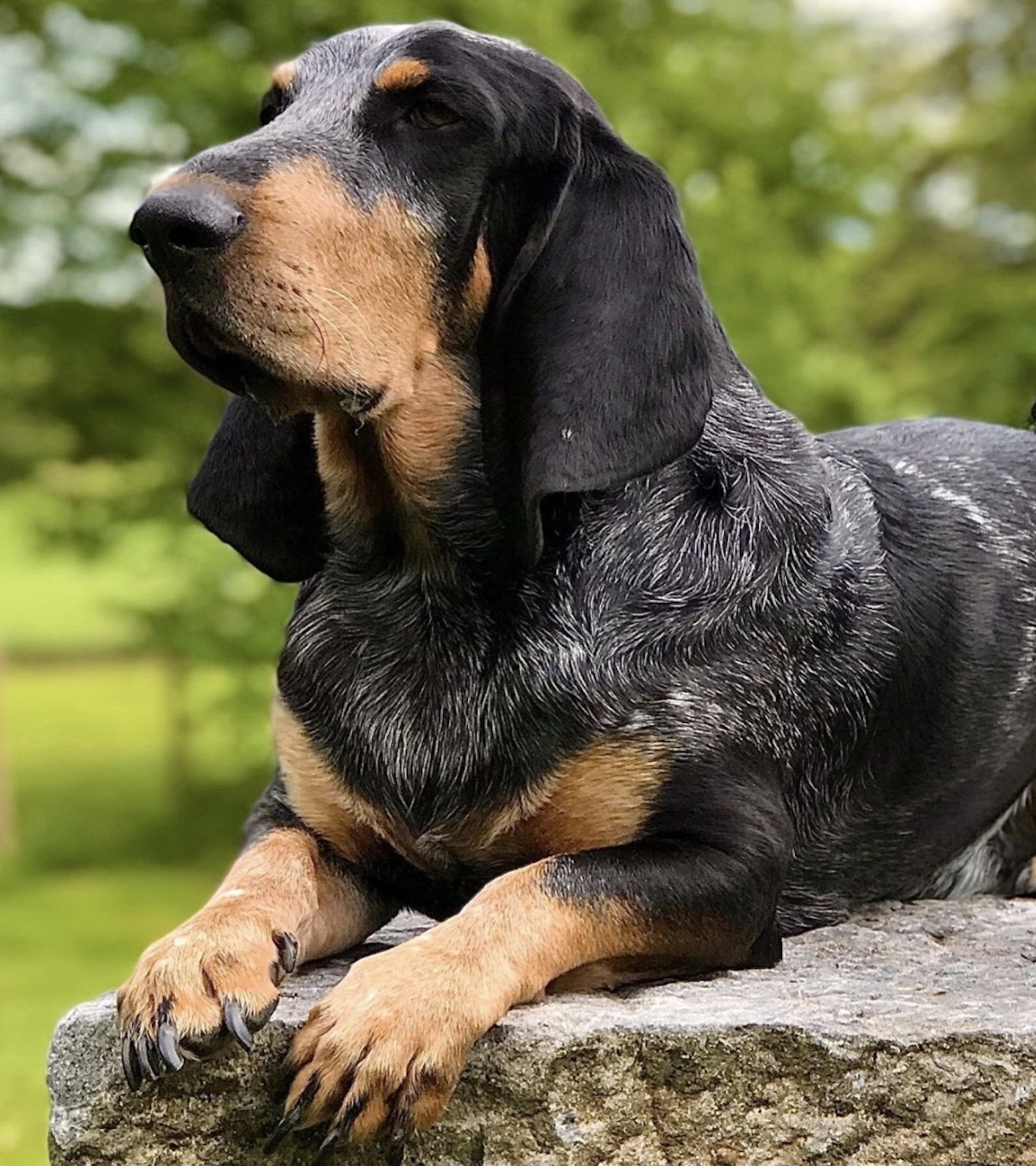 cucciolone di basset