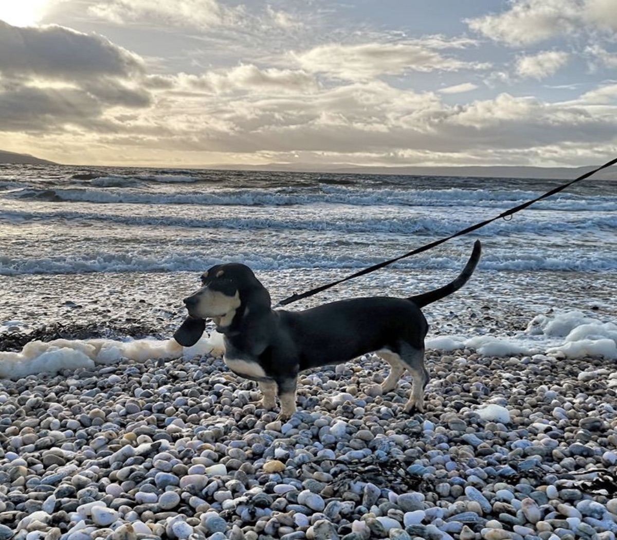 cagnolino al mare