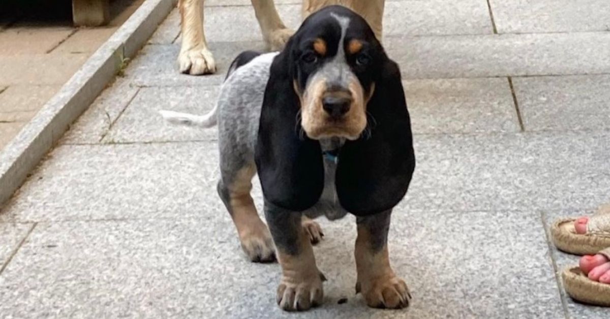 Basset Bleu de Gascogne e anziani: è un cane adatto a loro oppure no?